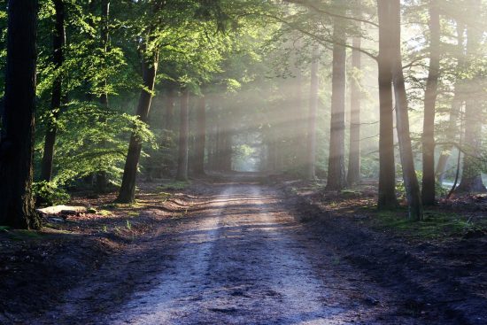 découvrez la beauté et la diversité de la nature à travers des paysages époustouflants, des écosystèmes fascinants et une faune incroyable. explorez l'importance de la conservation et apprenez comment préserver notre planète pour les générations futures.