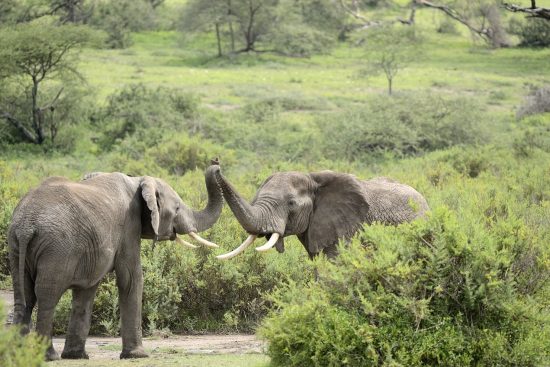 découvrez l'aventure fascinante d'un safari, où la nature sauvage prend vie devant vos yeux. explorez des paysages à couper le souffle, rencontrez des animaux majestueux dans leur habitat naturel et vivez des moments inoubliables au cœur de la faune. préparez-vous à une expérience unique qui allie émotion, découverte et respect de l'environnement.