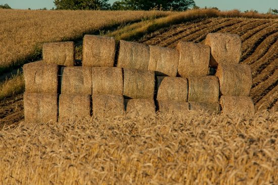 découvrez l'agritourisme : une expérience immersive au cœur des fermes et des paysages ruraux. profitez de la nature, des produits locaux et des activités authentiques, tout en soutenant l'agriculture durable. évadez-vous vers de nouvelles aventures en harmonie avec la terre.