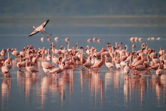 explorez la beauté sauvage lors d'un safari inoubliable, où vous pourrez observer des animaux majestueux dans leur habitat naturel, découvrir des paysages à couper le souffle et vivre une aventure unique au cœur de la nature.