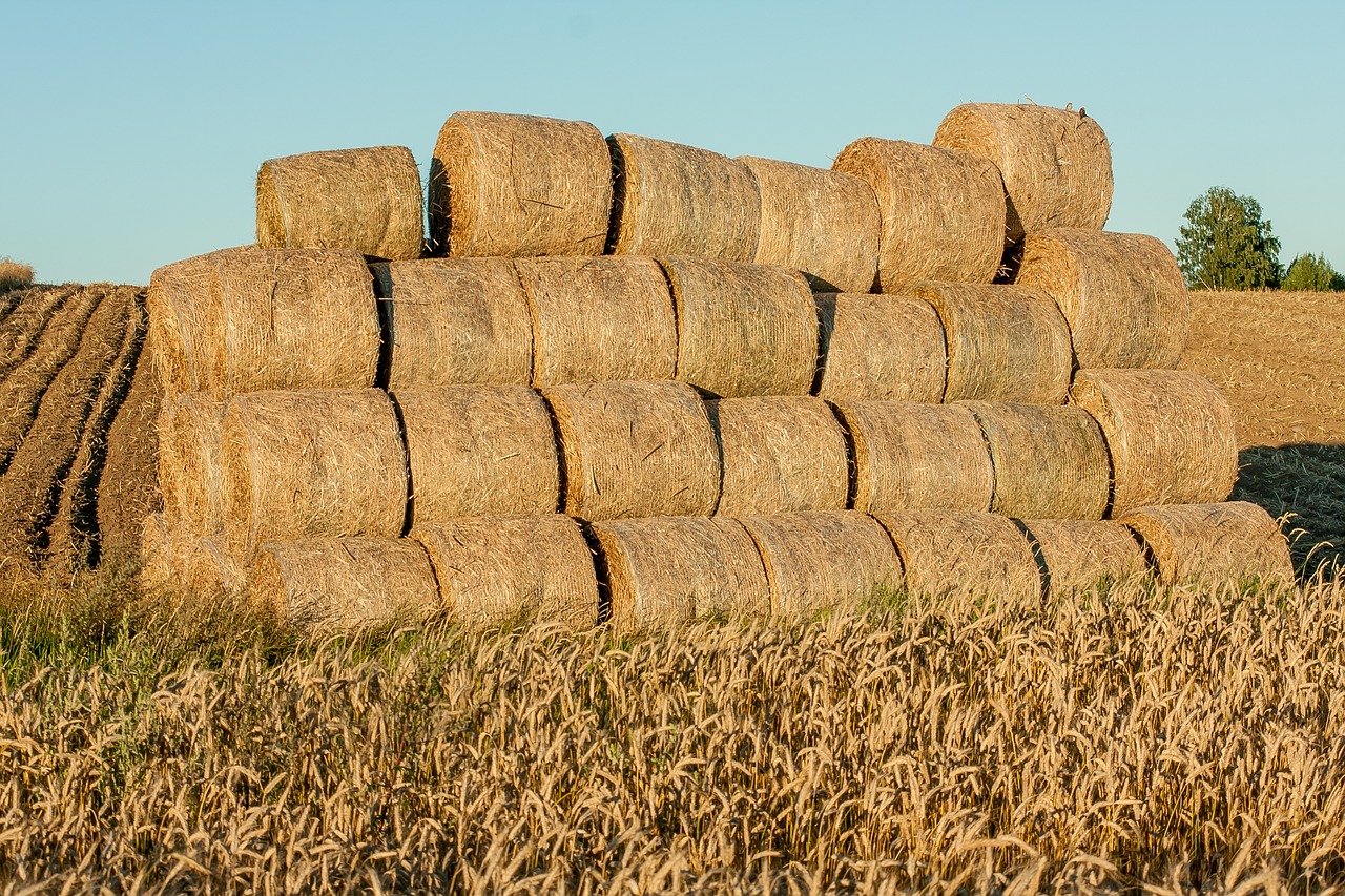 découvrez l'agritourisme, une expérience unique alliant nature, agriculture et traditions. explorez les fermes, savourez des produits locaux et participez à des activités authentiques en plein air. vivez des vacances enrichissantes au cœur des paysages agricoles.
