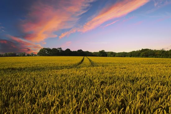 découvrez l'authenticité des visites à la ferme : une expérience unique pour toute la famille, alliant découverte, apprentissage, et immersion dans le monde agricole.